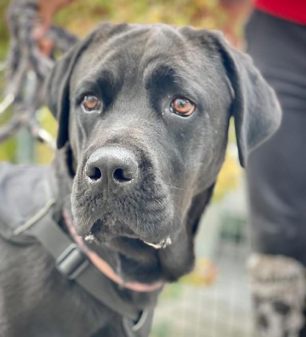 Carbonella Cane Corso